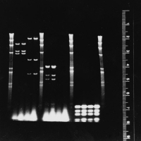 Fluorescent Ruler Kit
