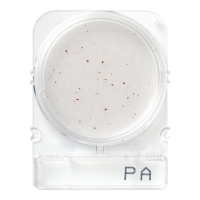 Номенклатура Стайлаб - заказываем 1002947 (40), 1002948 (240), 1002949 (500) или 1502949 (1404)