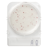 Номенклатура Стайлаб - заказываем 1002950 (40), 1002951 (240), 1002951 (500) или 1502992 (1404)